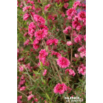 Leptospermum Red Damask 80cm Silence ca pousse de Plantes Silence ça pousse dans Plantes à petits fruits (kiwi, myrtilles, gr...