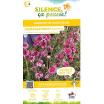 Leptospermum Red Damask 80cm Silence ca pousse de Plantes Silence ça pousse dans Plantes à petits fruits (kiwi, myrtilles, gr...