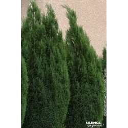 CHAM LAWS ELLWOODII C4,5 de Plantes Silence ça pousse dans Conifères de rocailles en livraison