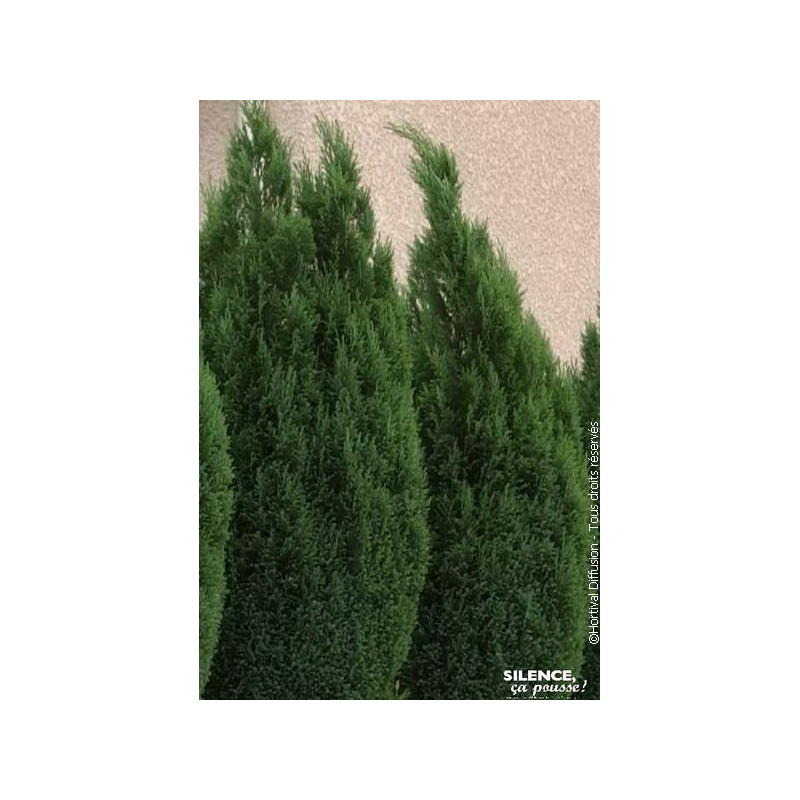 CHAM LAWS ELLWOODII C4,5 de Plantes Silence ça pousse dans Conifères de rocailles en livraison