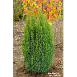 CHAM LAWS ELLWOODS GOLD C4,5 de Plantes Silence ça pousse dans Conifères de rocailles en livraison