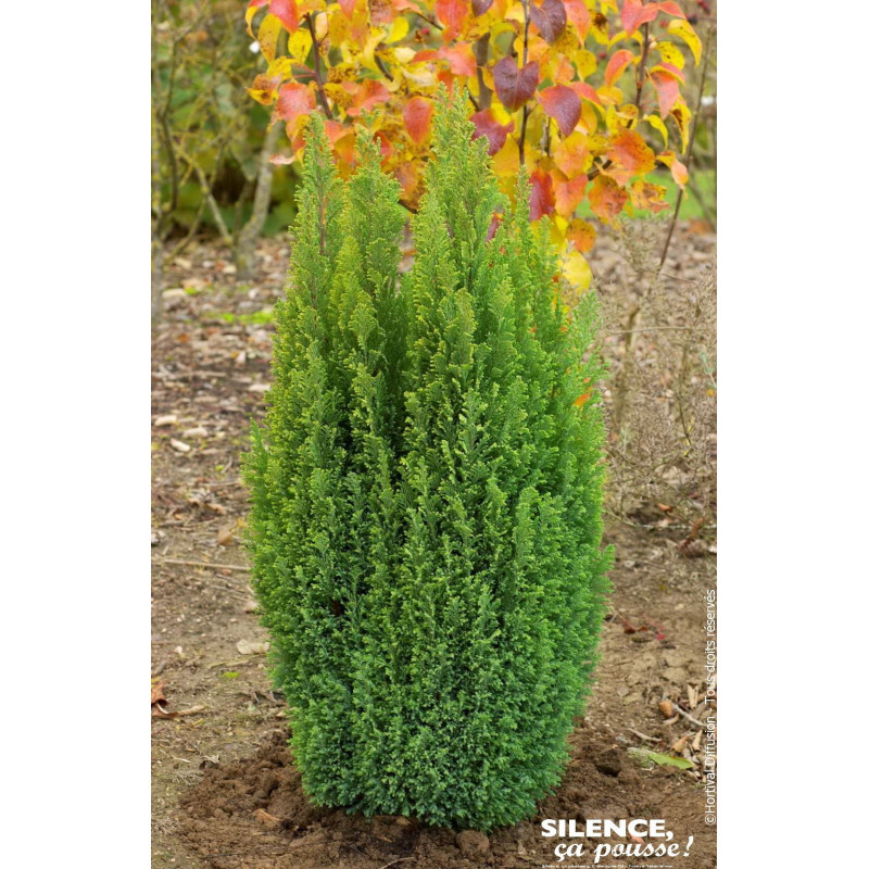 CHAM LAWS ELLWOODS GOLD C4,5 de Plantes Silence ça pousse dans Conifères de rocailles en livraison