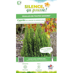 CHAM LAWS ELLWOODS GOLD C4,5 de Plantes Silence ça pousse dans Conifères de rocailles en livraison