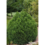 Cypres de Lawson Minima Glauca 80cm de Plantes Silence ça pousse dans Conifères de rocailles en livraison