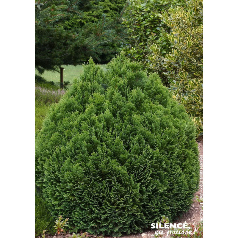 Cypres de Lawson Minima Glauca 80cm de Plantes Silence ça pousse dans Conifères de rocailles en livraison