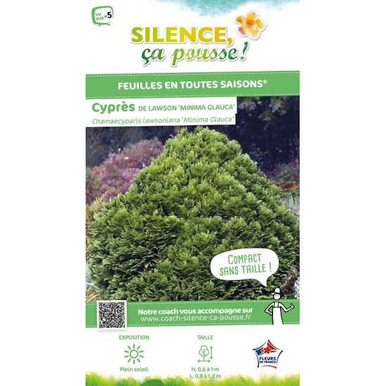 Cypres de Lawson Minima Glauca 80cm de Plantes Silence ça pousse dans Conifères de rocailles en livraison