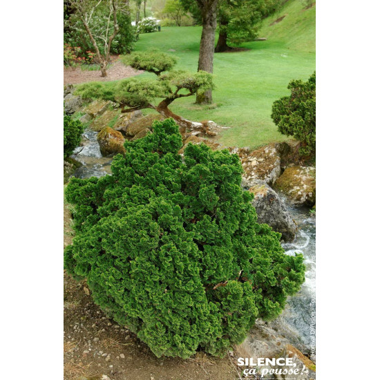 Faux cypres dHinoki Nana Gracilis 50cm de Plantes Silence ça pousse dans Conifères de rocailles en livraison