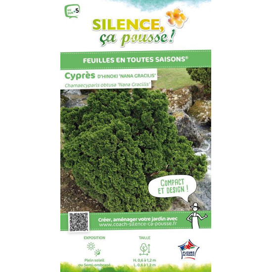 Faux cypres dHinoki Nana Gracilis 50cm de Plantes Silence ça pousse dans Conifères de rocailles en livraison