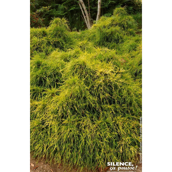 Faux cypres de Sarawa Sungold 50cm de Plantes Silence ça pousse dans Conifères de rocailles en livraison