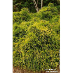 Faux cypres de Sarawa Sungold 50cm de Plantes Silence ça pousse dans Conifères de rocailles en livraison