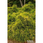 Faux cypres de Sarawa Sungold 50cm de Plantes Silence ça pousse dans Conifères de rocailles en livraison