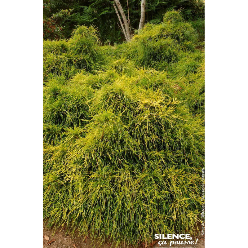 Faux cypres de Sarawa Sungold 50cm de Plantes Silence ça pousse dans Conifères de rocailles en livraison
