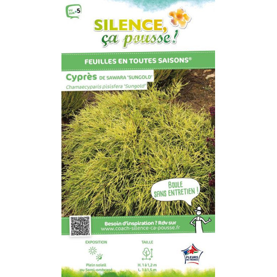 Faux cypres de Sarawa Sungold 50cm de Plantes Silence ça pousse dans Conifères de rocailles en livraison