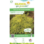Faux cypres de Sarawa Sungold 50cm de Plantes Silence ça pousse dans Conifères de rocailles en livraison