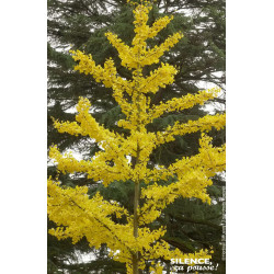 Arbre aux quarante ecus 80cm Silence ca pousse de Plantes Silence ça pousse dans Conifères d'ornement en livraison