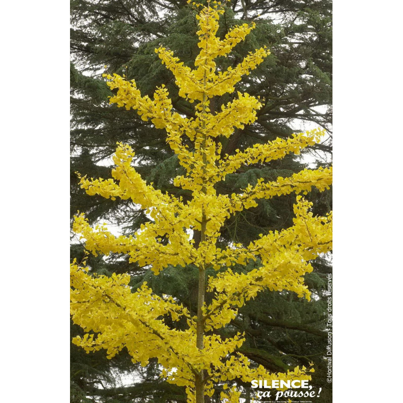 Arbre aux quarante ecus 80cm Silence ca pousse de Plantes Silence ça pousse dans Conifères d'ornement en livraison