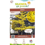 Arbre aux quarante ecus 80cm Silence ca pousse de Plantes Silence ça pousse dans Conifères d'ornement en livraison