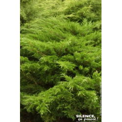 Genevrier hybride Mint Julep 50cm de Plantes Silence ça pousse dans Conifères de rocailles en livraison
