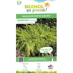 Genevrier hybride Old Gold 50cm de Plantes Silence ça pousse dans Conifères de rocailles en livraison