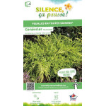 Genevrier hybride Old Gold 50cm de Plantes Silence ça pousse dans Conifères de rocailles en livraison
