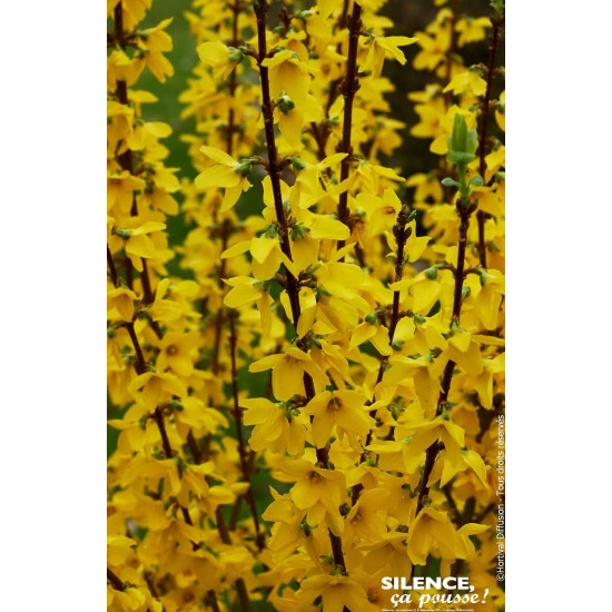 Forsythia Mindor 80cm Silence ca pousse de Plantes Silence ça pousse dans Arbustes caducs en livraison