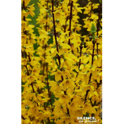 Forsythia Mindor 80cm Silence ca pousse de Plantes Silence ça pousse dans Arbustes caducs en livraison