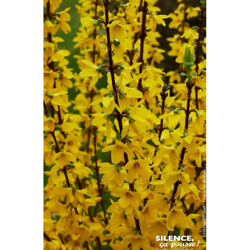 Forsythia Mindor 80cm Silence ca pousse de Plantes Silence ça pousse dans Arbustes caducs en livraison