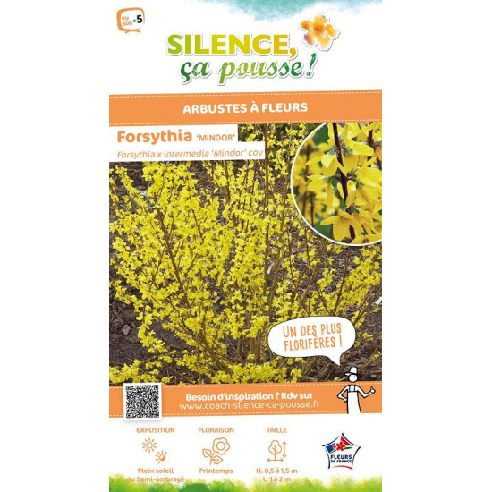 Forsythia Mindor 80cm Silence ca pousse de Plantes Silence ça pousse dans Arbustes caducs en livraison