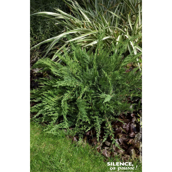 Genevrier Sabine a feuilles de Tamaris 50cm de Plantes Silence ça pousse dans Conifères de rocailles en livraison