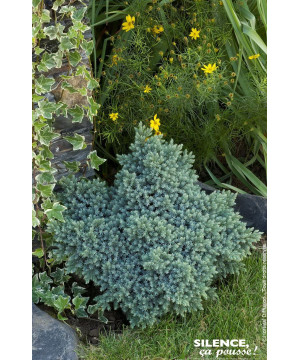 Genevrier ecailleux Blue Star 50cm de Plantes Silence ça pousse dans Conifères de rocailles en livraison