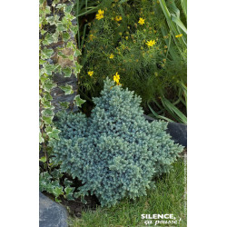 Genevrier ecailleux Blue Star 50cm de Plantes Silence ça pousse dans Conifères de rocailles en livraison
