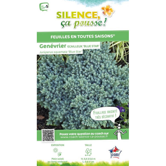 Genevrier ecailleux Blue Star 50cm de Plantes Silence ça pousse dans Conifères de rocailles en livraison