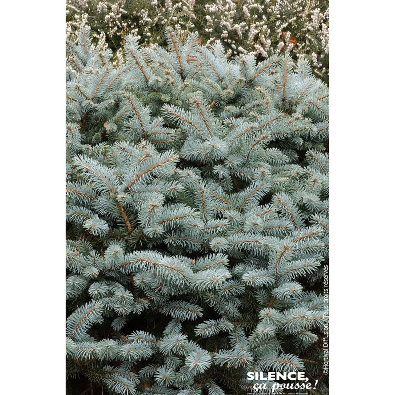 Epicea bleu du Colorado nain, Sapin bleu 80 de Plantes Silence ça pousse dans Conifères de rocailles en livraison