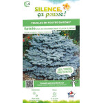 Epicea bleu du Colorado nain, Sapin bleu 80 de Plantes Silence ça pousse dans Conifères de rocailles en livraison