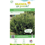 Pin de montagne 50cm Silence ca pousse de Plantes Silence ça pousse dans Conifères de rocailles en livraison