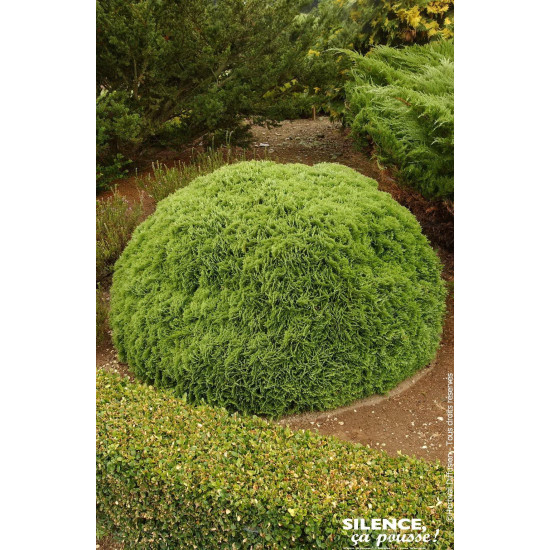 Thuya du Canada Danica 80cm Silence ca pousse de Plantes Silence ça pousse dans Conifères de rocailles en livraison