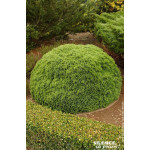 Thuya du Canada Danica 80cm Silence ca pousse de Plantes Silence ça pousse dans Conifères de rocailles en livraison