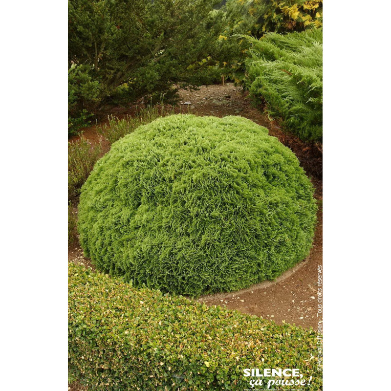 Thuya du Canada Danica 80cm Silence ca pousse de Plantes Silence ça pousse dans Conifères de rocailles en livraison