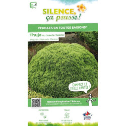 Thuya du Canada Danica 80cm Silence ca pousse de Plantes Silence ça pousse dans Conifères de rocailles en livraison