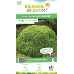 Thuya du Canada Danica 80cm Silence ca pousse de Plantes Silence ça pousse dans Conifères de rocailles en livraison