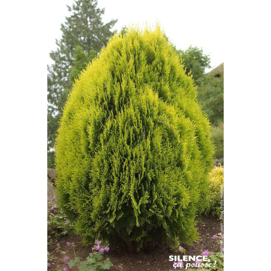 Thuya de Chine Aurea Nana 80cm Silence ca pousse de Plantes Silence ça pousse dans Conifères de rocailles en livraison