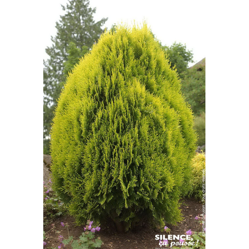 Thuya de Chine Aurea Nana 80cm Silence ca pousse de Plantes Silence ça pousse dans Conifères de rocailles en livraison