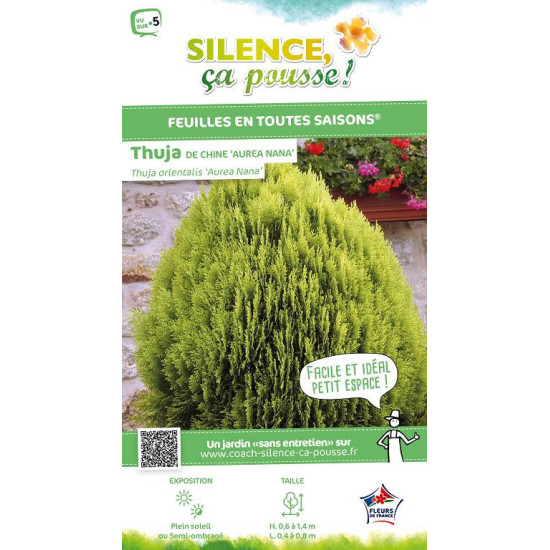 Thuya de Chine Aurea Nana 80cm Silence ca pousse de Plantes Silence ça pousse dans Conifères de rocailles en livraison