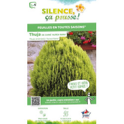 Thuya de Chine Aurea Nana 80cm Silence ca pousse de Plantes Silence ça pousse dans Conifères de rocailles en livraison