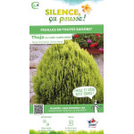 Thuya de Chine Aurea Nana 80cm Silence ca pousse de Plantes Silence ça pousse dans Conifères de rocailles en livraison