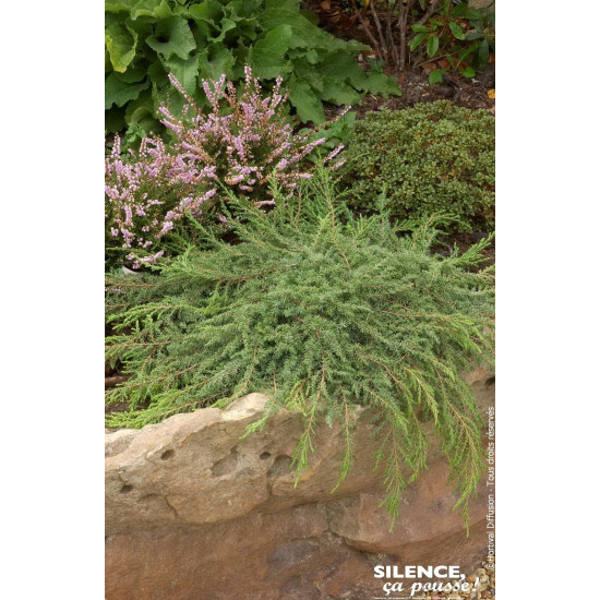 JUNIPERUS COMM,GREEN CARPET C4,5 de Plantes Silence ça pousse dans Conifères de rocailles en livraison