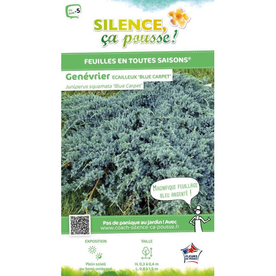 JUNIPERUS SQU,BLUE CARPET C4,5 de Plantes Silence ça pousse dans Conifères de rocailles en livraison