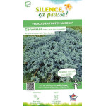 JUNIPERUS SQU,BLUE CARPET C4,5 de Plantes Silence ça pousse dans Conifères de rocailles en livraison