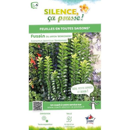 Fusain japon Benkomoki Benkomasaki 140 de Plantes Silence ça pousse dans Arbustes persistants en livraison