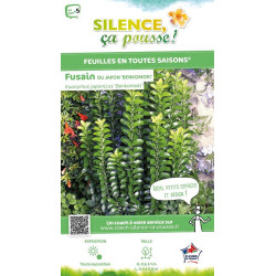 Fusain japon Benkomoki Benkomasaki 140 de Plantes Silence ça pousse dans Arbustes persistants en livraison